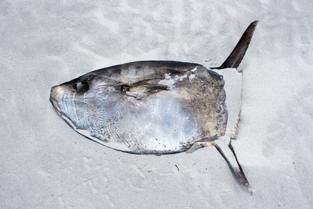 Dead Fish lying at the beach of Kommetjie, Cape Town, South Africaの写真素材