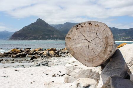 Tree trunk at the beach of Kommetjie, Cape Town, South Africaの写真素材