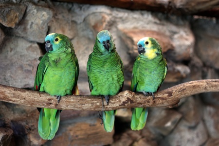 Three Blue-Fronted Amazon (Amazona aestiva) at world of birds, in Cape Townの写真素材