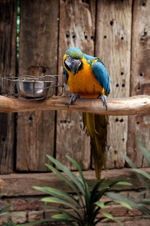Yellow, Blue and Green Parrot at world of birds, in Cape Townの写真素材