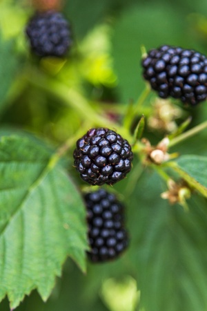 Fresh blackberries on a bush outdoors  in a fieldの写真素材