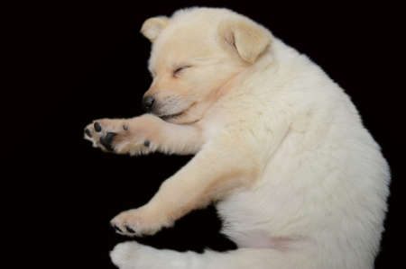close up of a puppy sleepingの写真素材