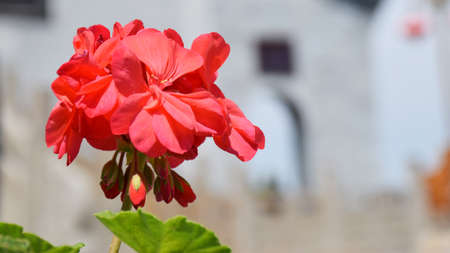 red flowerの写真素材