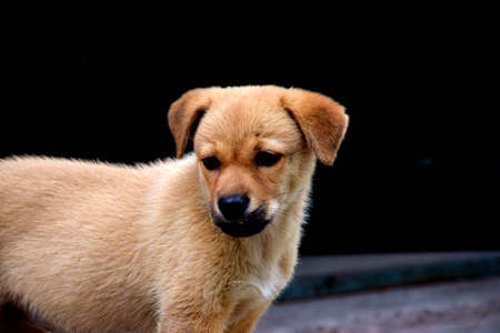 Small dogの写真素材