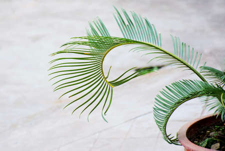 plant at potの写真素材