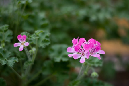 Flowerの写真素材