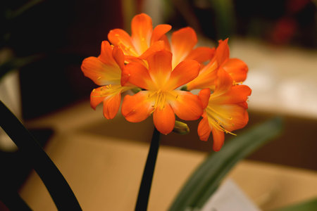 Flowerの写真素材