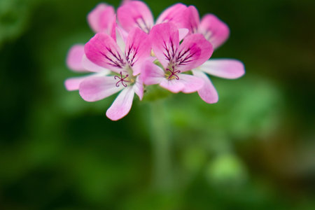 Flowersの写真素材