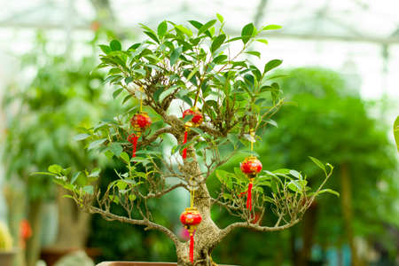 Pottedの写真素材