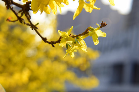 Forsythia flowers