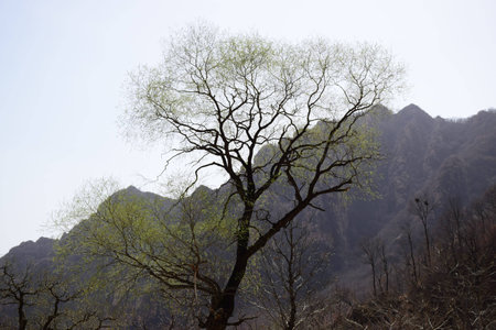 Willowの写真素材