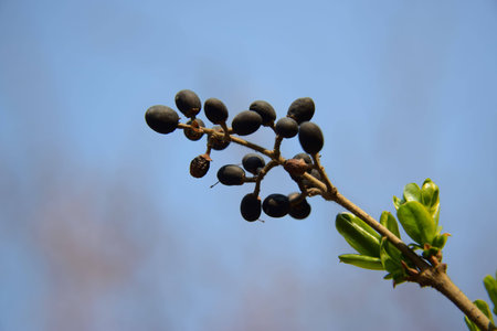 Plantの写真素材