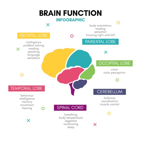 Creative human brain infographic concept lobe mindのイラスト素材