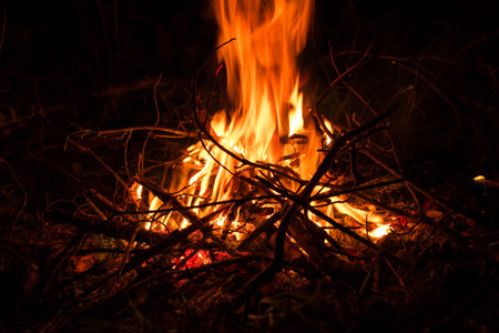 Burning firewood in the forest at night, close-up