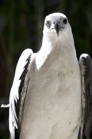 One-eyed Bird