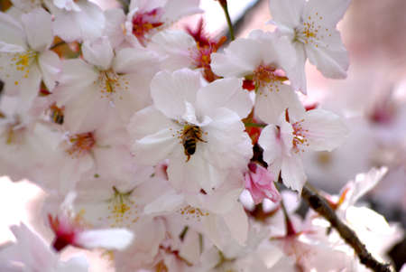 Bubble Bee in Cherry Blossomの写真素材
