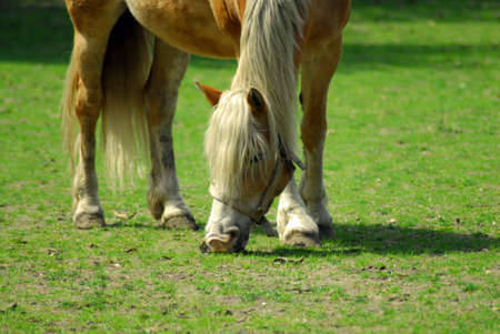 A brown and white horse eating grass in a fieldの写真素材