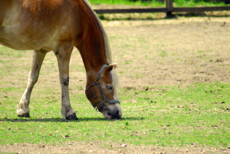 A brown horse eating grass in a fieldの写真素材