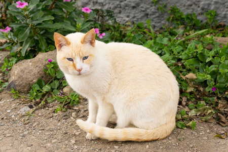 siamese red point cat outdoorsの写真素材