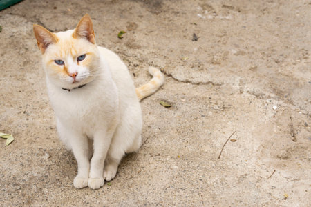 siamese red point cat outdoorsの写真素材