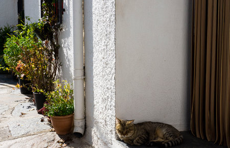 cat resting in the hallの写真素材