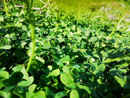 set of clovers with flower on the mountain