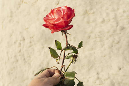 close up red rose and hand