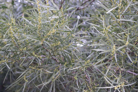 close up acacia in the river