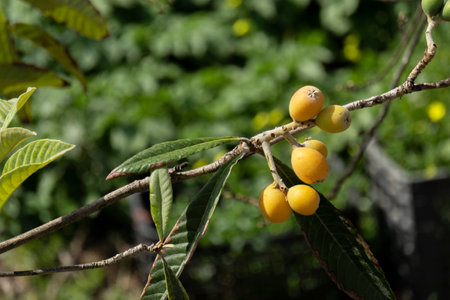 ripe medlar on the treeの写真素材