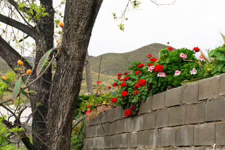 red and pink geranium next to walnutの写真素材