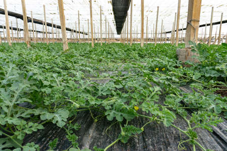 watermelon plant in the greenhouseの写真素材