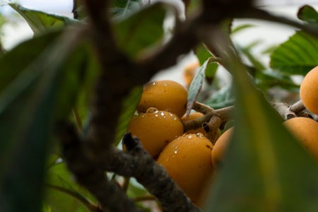 ripe medlar on the tree