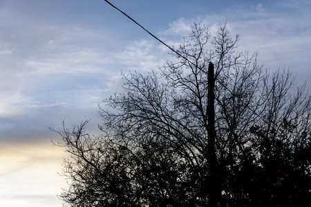 contrast of branches and blue skyの写真素材