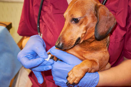 The dog is in the hands of the veterinarian. Brown smooth-haired dachshund at the reception in a veterinary clinicの写真素材