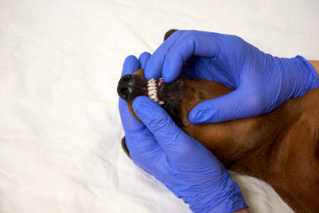 Examination of a dog's teeth at a veterinary clinicの写真素材