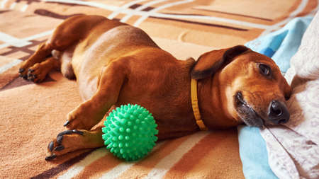 Dog with a toy lies on the bed
