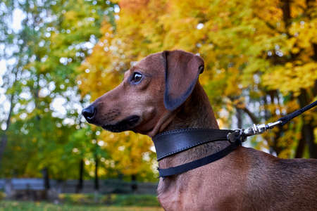 Portrait of a dachshund on a background of autumn nature