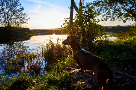 Smooth-haired dachshund near the river at sunsetの写真素材