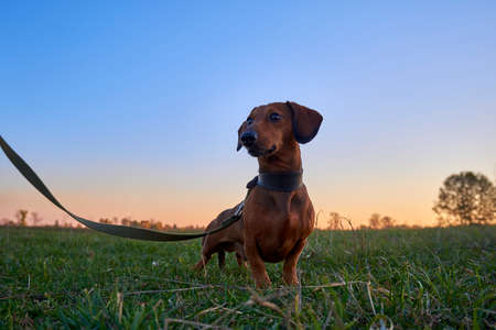 Dachshund in a field at sunset. Brown mini dachshund in natureの写真素材