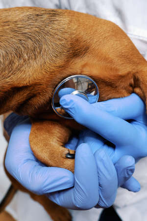 Veterinarian examines the dog with a stethoscopeの写真素材