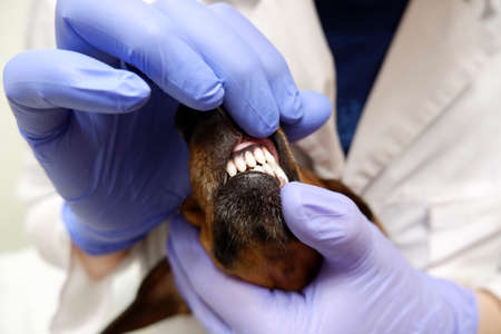 The dog is being examined at the veterinary clinic. Veterinarian examines a dog's teethの写真素材