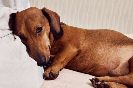 The dog lies on the bed. Dog head on a pillowの写真素材