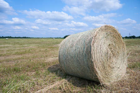Hay preparation. Round bale of hay in the field