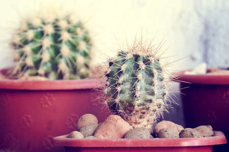 Small cactus in a pot close-up. Cultivation of cacti at homeの写真素材