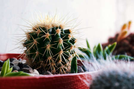 Indoor cactus close-up. Small green cactusの写真素材