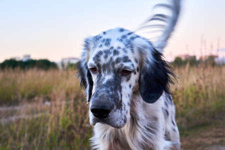 English setter close-up. Hunting dog walkingの写真素材