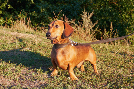 Red miniature dachshund on a leash. Walking with a dog in natureの写真素材