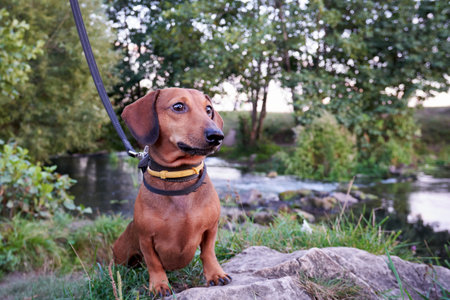 Miniature dachshund on a walk outside the city. Red dachshund sits on the bank of the river