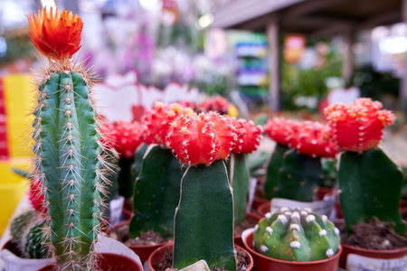 A group of blooming colorful grafted cacti in a plant shopの写真素材