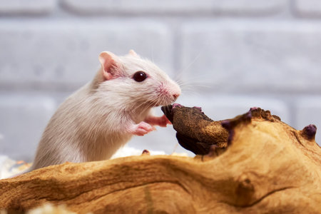 Mongolian gerbil. Maintenance and care of exotic petsの写真素材